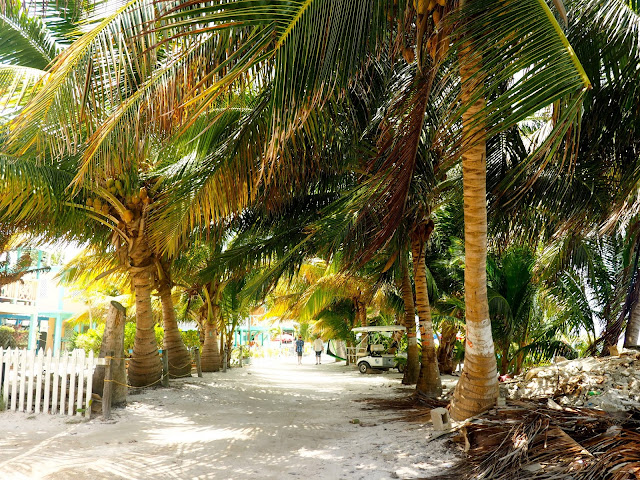 Sand path lined with palm trees on Caye Caulker, Belize