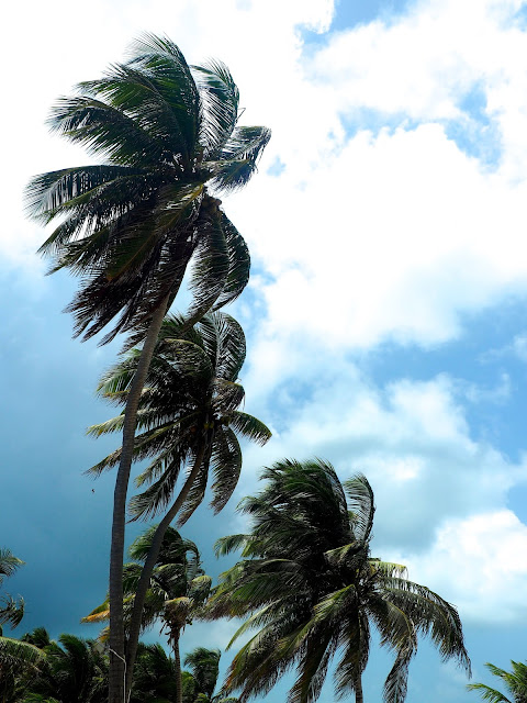 Palm trees in the wind on Caye Caulker, Belize