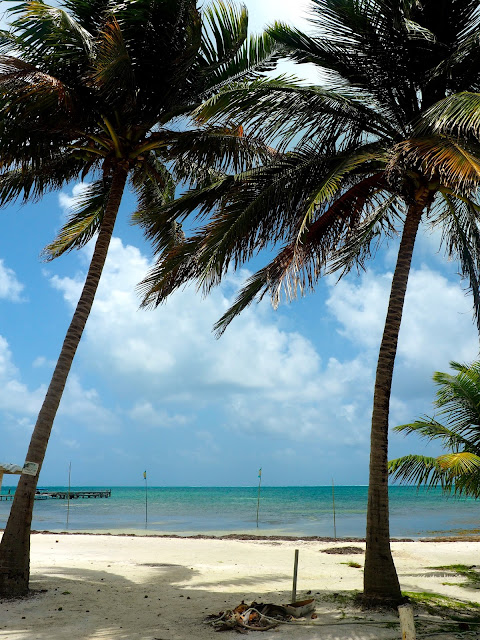 Palm trees and beach on Caye Caulker, Belize