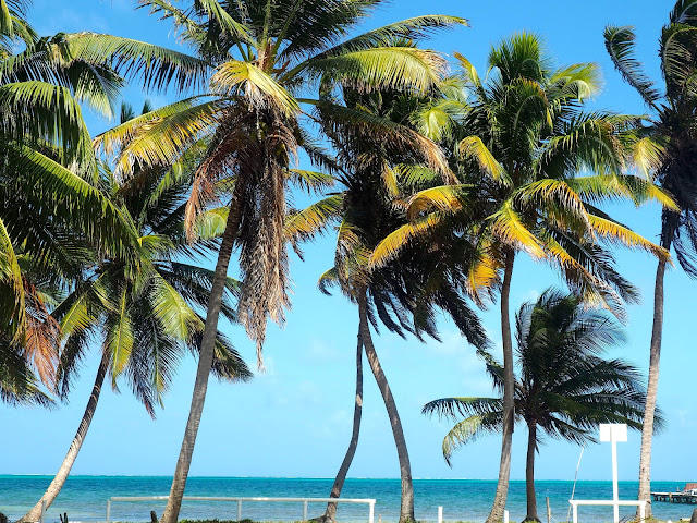 Palm trees on the shore of Caye Caulker, Belize