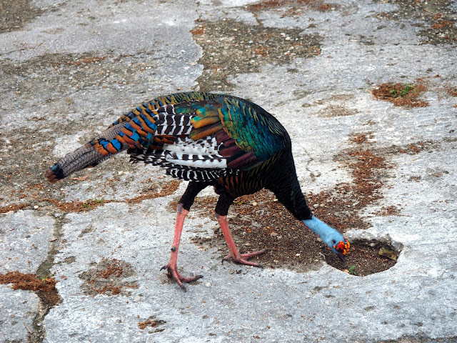 Colourful bird - Ocellated turkey - roaming around Tikal, Guatemala