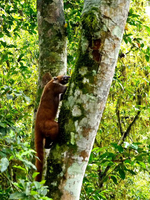 Wild coati in Tikal, Guatemala