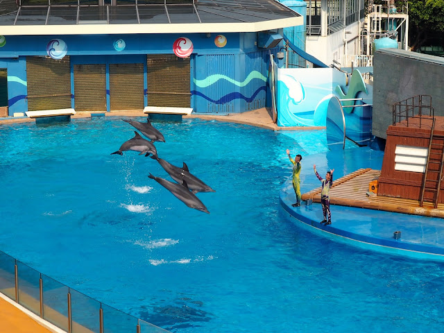 Dolphins performing in the Ocean Wonders show in Ocean Park