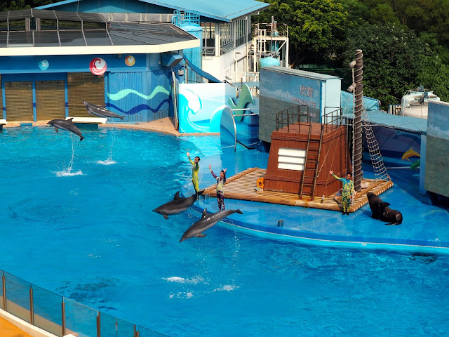 Dolphins and sea lion performing in the Ocean Wonders show at Ocean Park