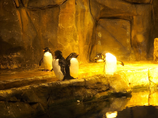 Penguins in Polar Adventure, Ocean Park