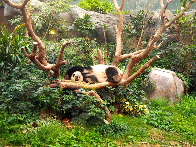 Giant Panda in Amazing Asian Animals area of Ocean Park