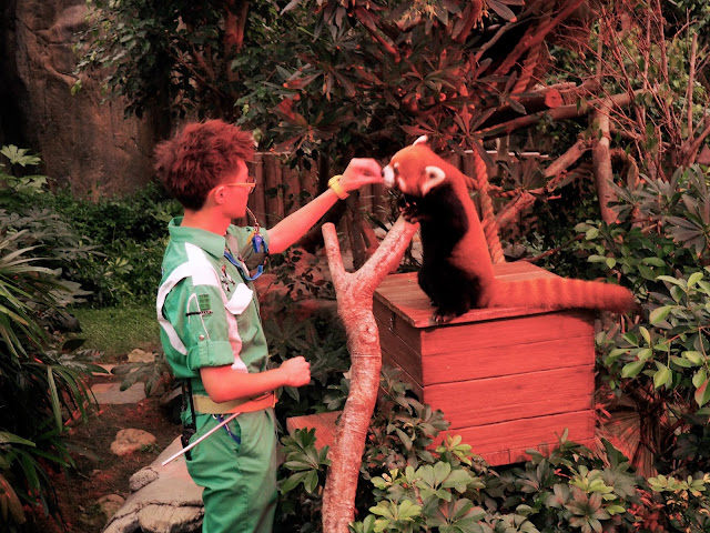 Red panda feeding in Ocean Park