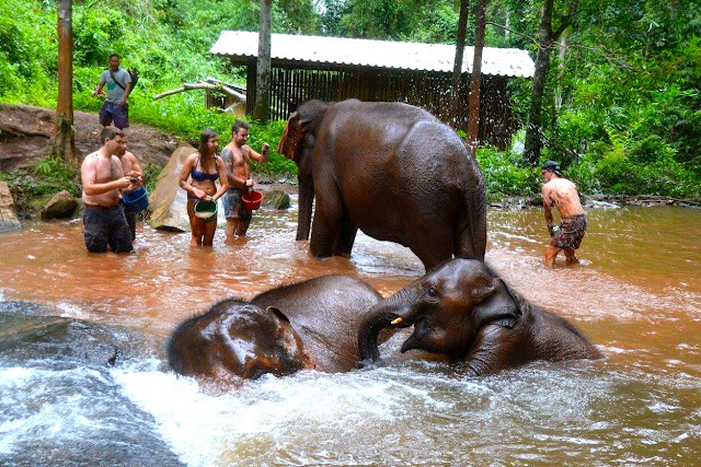 Washing the elephants in the river at the sanctuary outside Chiang Mai, Thailand