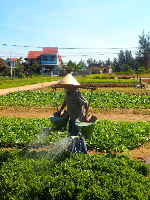 Old man watering his vegetable garden in the countryside around Hoi An, Vietnam