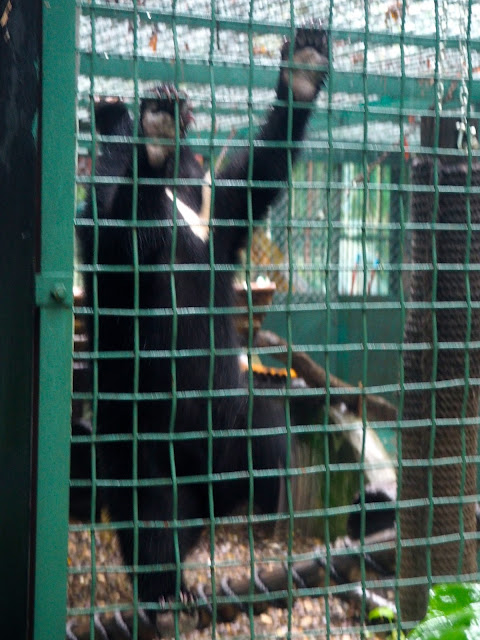 Sun bears in the sanctuary by Kuang Si waterfall, Luang Prabang, Laos