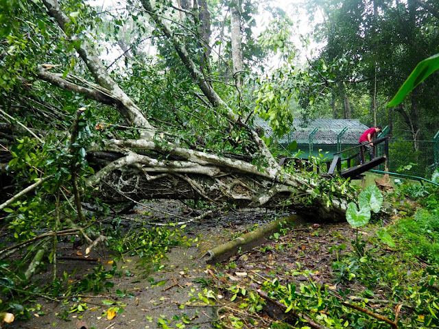 Fallen tree on the path at Kuang Si waterfall, Luang Prabang, Laos