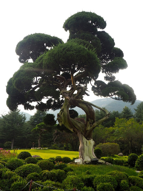 Millennium Juniper in the Garden of Morning Calm, Gyeonggi-do, South Korea