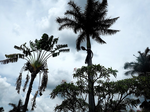 Palm trees in the town of Copan, Honduras
