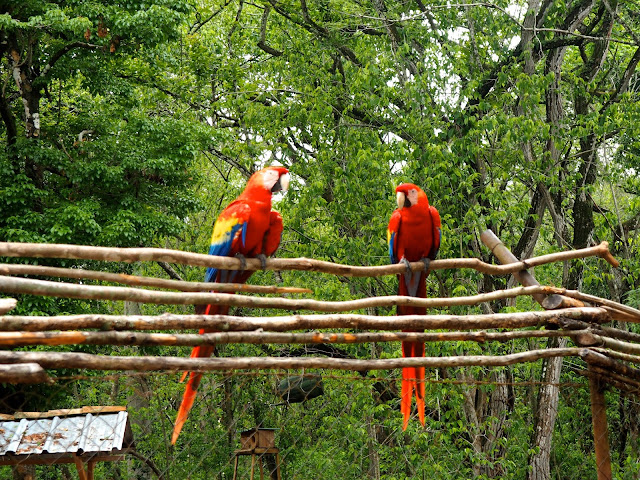 Scarlet macaws in the jungle forest outside Copan, Honduras