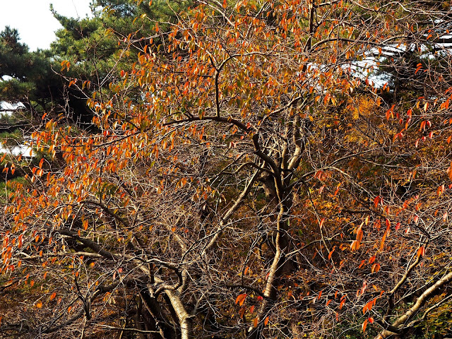 Autumn foliage in Taejongdae Park, Busan, South Korea