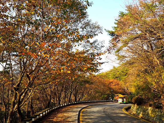 Danubi train driving through autumn foliage in Taejongdae Park, Busan, South Korea