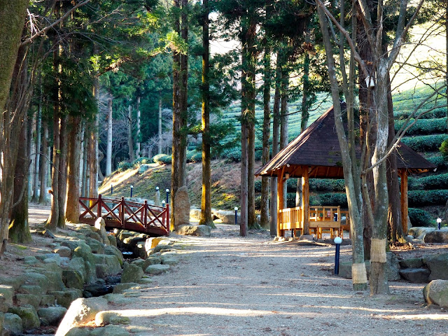Bridge and pavilion in a forest area of Boseong Green Tea Plantation, South Korea