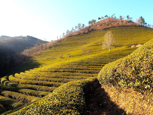 Green tea plants on the hill in Boseong Green Tea Plantation, South Korea