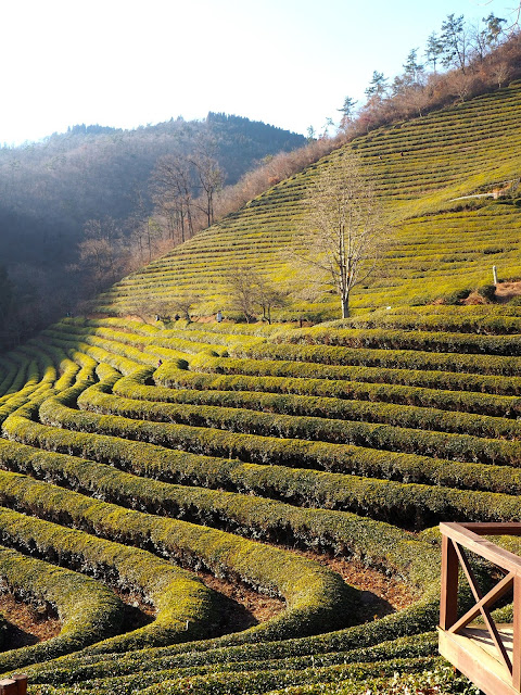 Rows of green tea plants on the hill in Boseong Green Tea Plantation, South Korea
