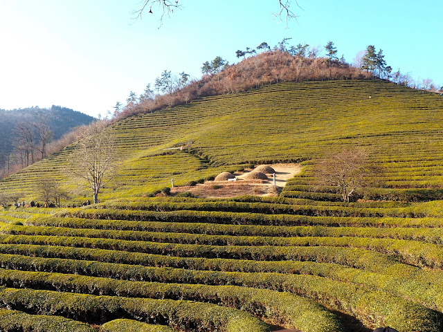 Hillside of green tea plants at Boseong Green Tea Plantation, South Korea