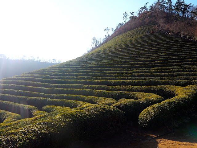 Rows of green tea bushes on the hill in Boseong Green Tea Plantation, South Korea