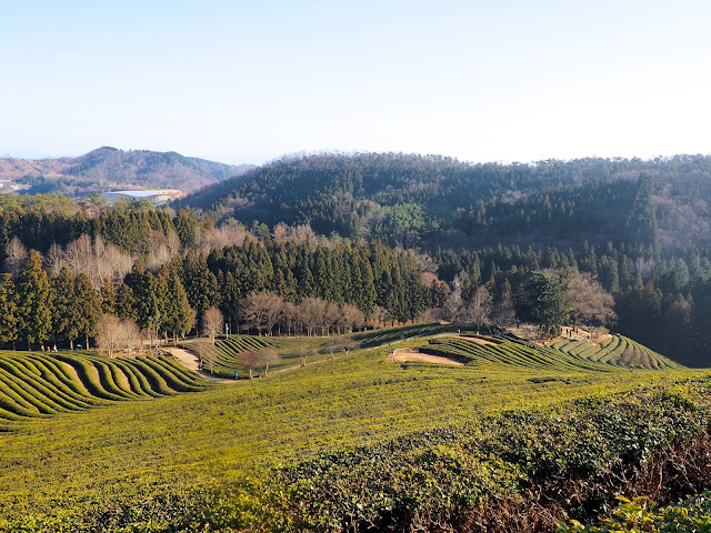 View looking down over green tea fields and countryside around Boseong Green Tea Plantation, South Korea