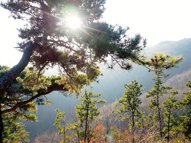 Sunlight through trees, taken at the observation point at the top of Boseong Green Tea Plantation, South Korea