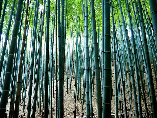 Looking through the bamboo forest in Boseong Green Tea Plantation, South Korea