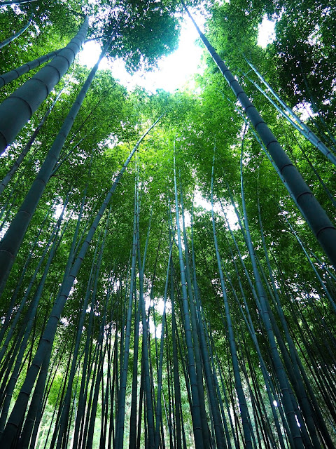 Looking up in the bamboo forest in Boseong Green Tea Plantation, South Korea