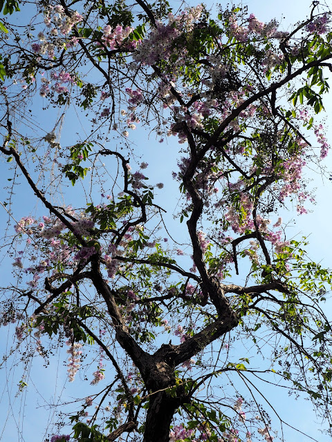 Tree with blossom in Phnom Penh, Cambodia