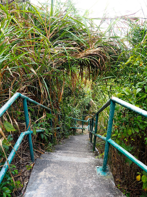 Stairs into the forest foliage, off Bowen Road walking trail, Hong Kong