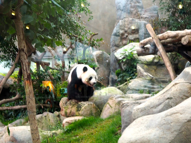 Giant panda in Ocean Park, Hong Kong