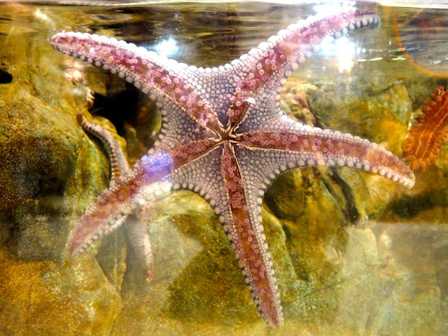 Starfish in the Grand Aquarium, Ocean Park, Hong Kong