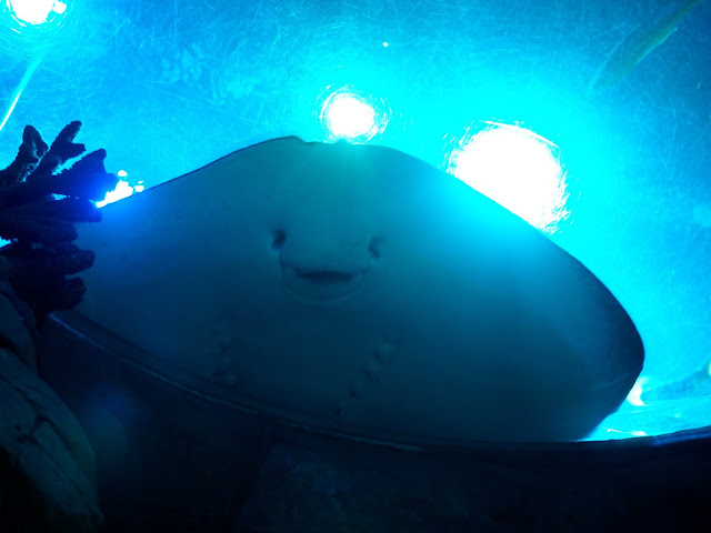 'Smiling face' belly of a ray in the Grand Aquarium, Ocean Park, Hong Kong