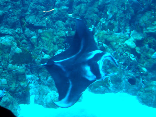 Manta ray in the Grand Aquarium, Ocean Park, Hong Kong