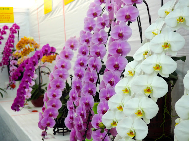 Flower arrangements of orchids at Hong Kong Flower Festival 2017