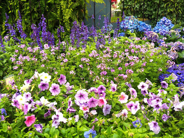 Purple flower bed at Hong Kong Flower Festival 2017