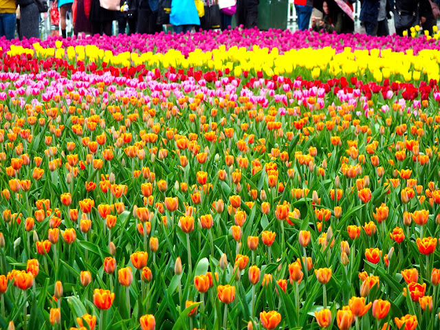 Field of tulips at Hong Kong Flower Festival 2017