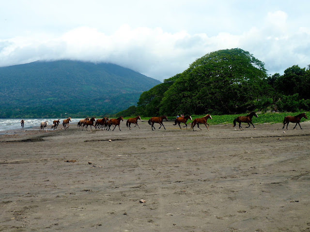 Horses on Santa Domingo beach, Ometepe Island, Nicaragua