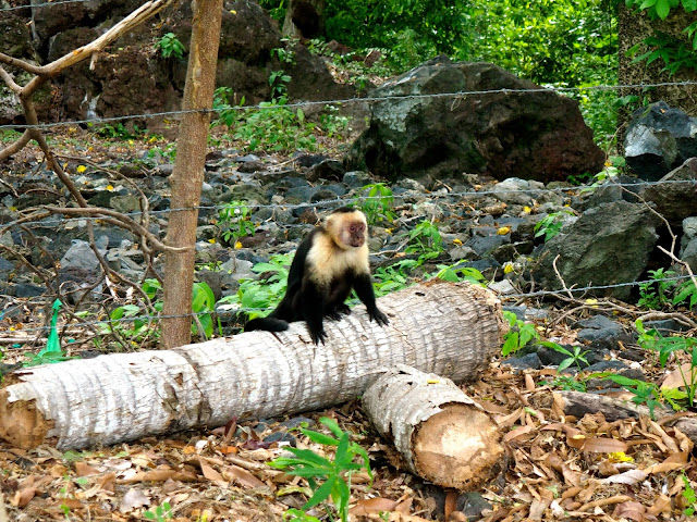 Wild capuchin monkeys, Ometepe Island, Nicaragua