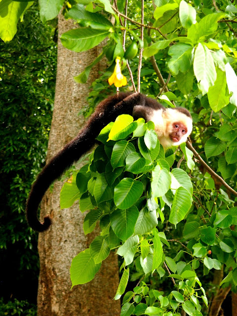 Wild capuchin monkeys on Ometepe Island, Nicaragua
