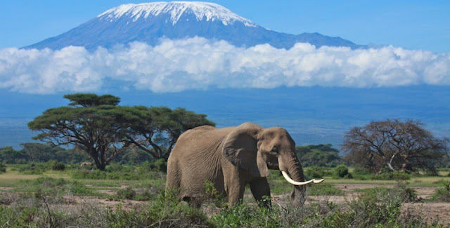 Elephant near Kilimanjaro, Tanzania