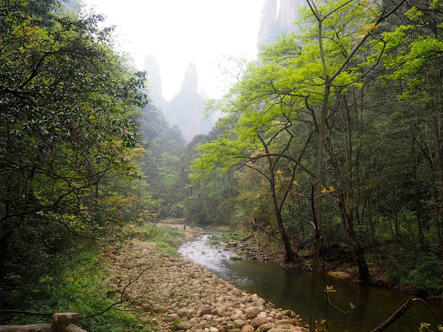 Golden Whip Stream area of Zhangjiajie National Park, China