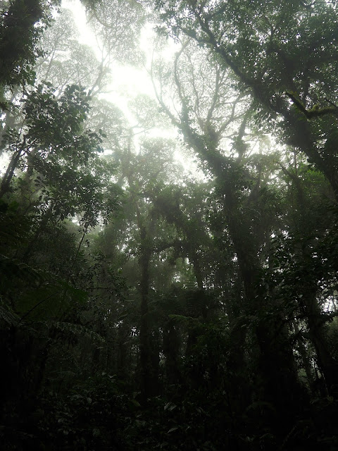 Cloud Forest, Monteverde, Costa Rica