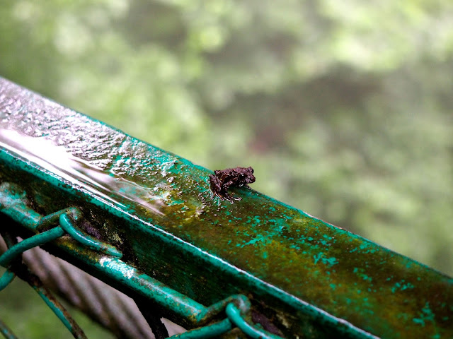 Tiny frog on the hanging bridges in the Cloud Forest, Monteverde, Costa Rica