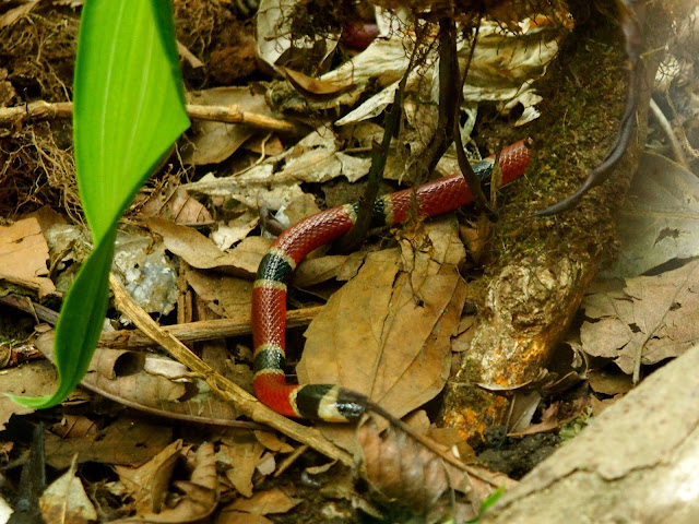Snakes & reptiles in the Herpatarium, Monteverde, Costa Rica