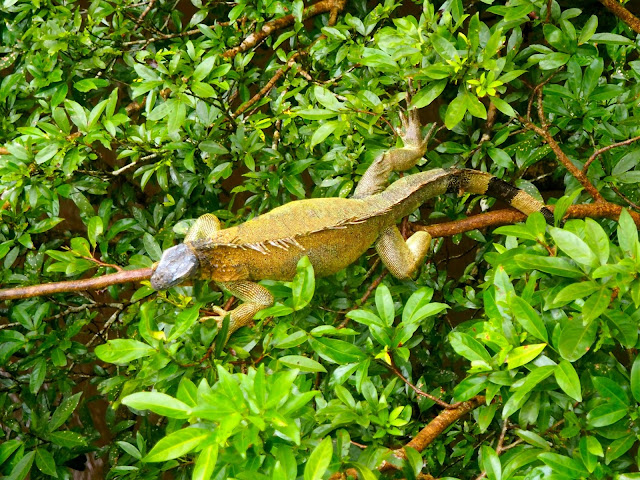 Iguana in Caño Negro, near La Fortuna & Arenal, Costa Rica