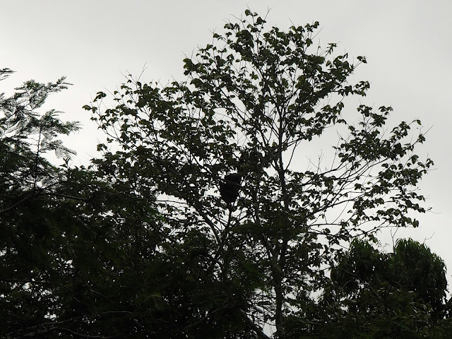 Sloth in the trees at Caño Negro, near La Fortuna & Arenal, Costa Rica