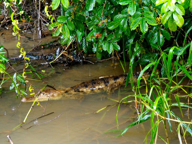 Crocodile in Caño Negro, near La Fortuna & Arenal, Costa Rica