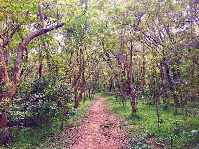 Forest path on the Lantau Trail from Mui Wo to Pui O, Hong Kong